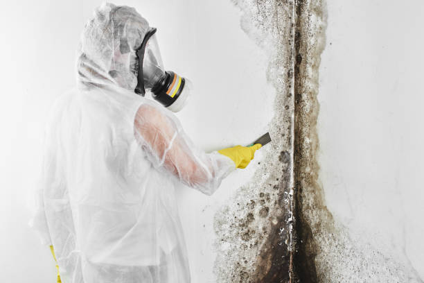 Asbestos and Lead Testing During Mold Inspection in Durham, OR